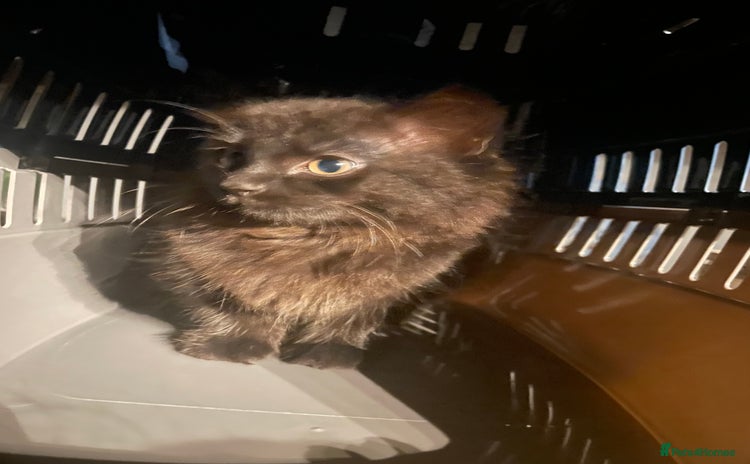 Mixed Breed cats - Advert 1