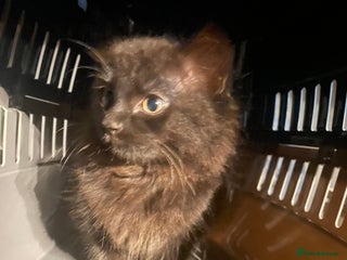 Mixed Breed cats - Advert 15