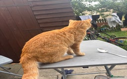 Mixed Breed cats for sale: Beautiful cut boy for sale  - Image 3