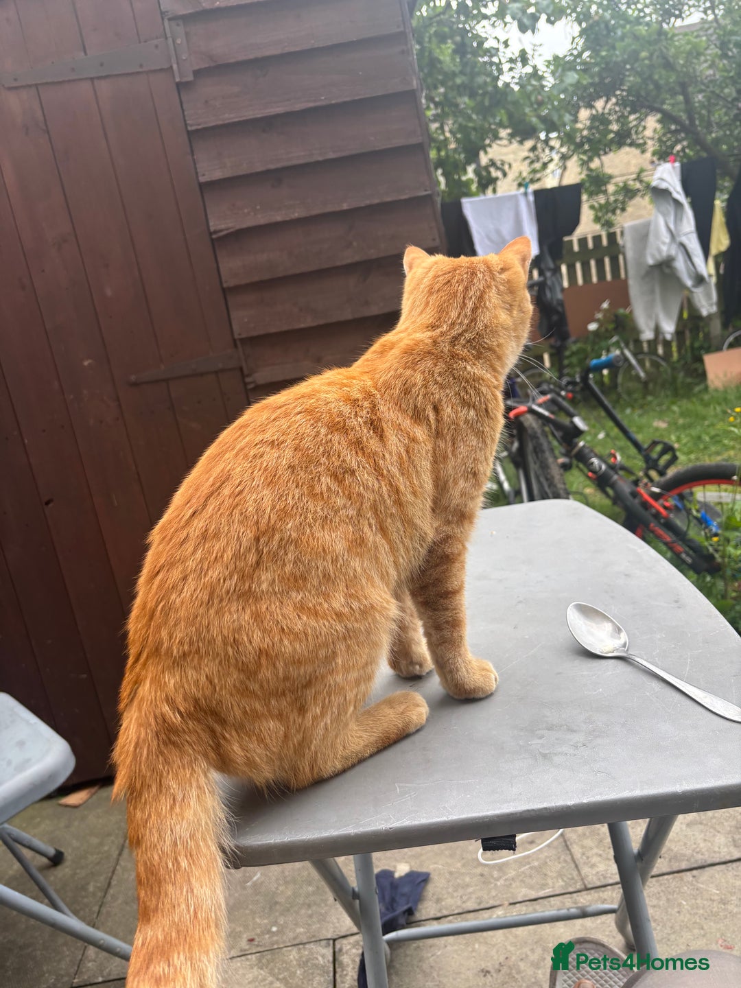 Mixed Breed cats for sale: Beautiful cut boy for sale  - Image 3