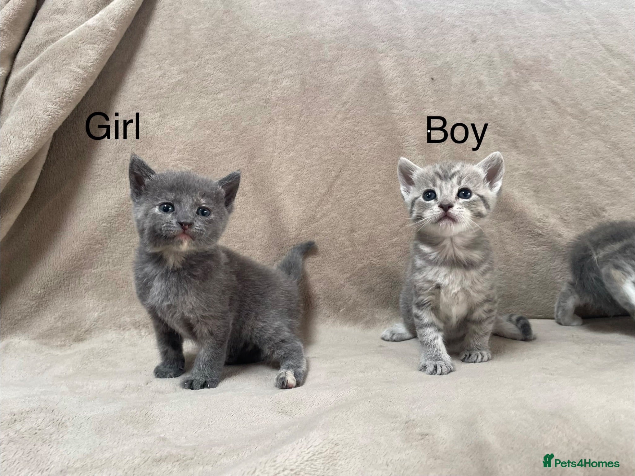 Mixed Breed cats Gorgeous Kittens Looking for Their Forever Homes - Advert 10