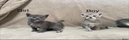 Mixed Breed cats for sale: Gorgeous Kittens Looking for Their Forever Homes - Advert 1
