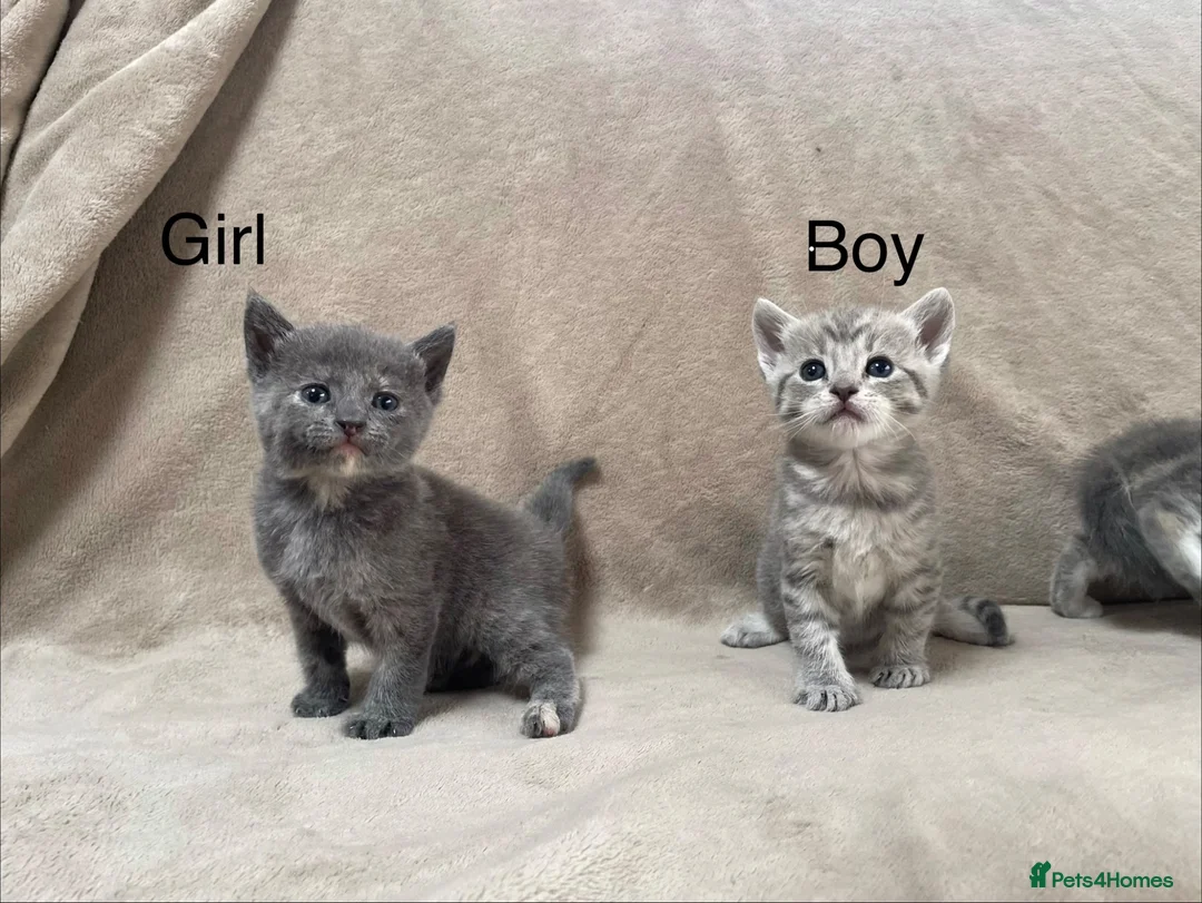 Mixed Breed cats for sale: Gorgeous Kittens Looking for Their Forever Homes - Advert 1