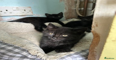 Mixed Breed cats - Advert 9