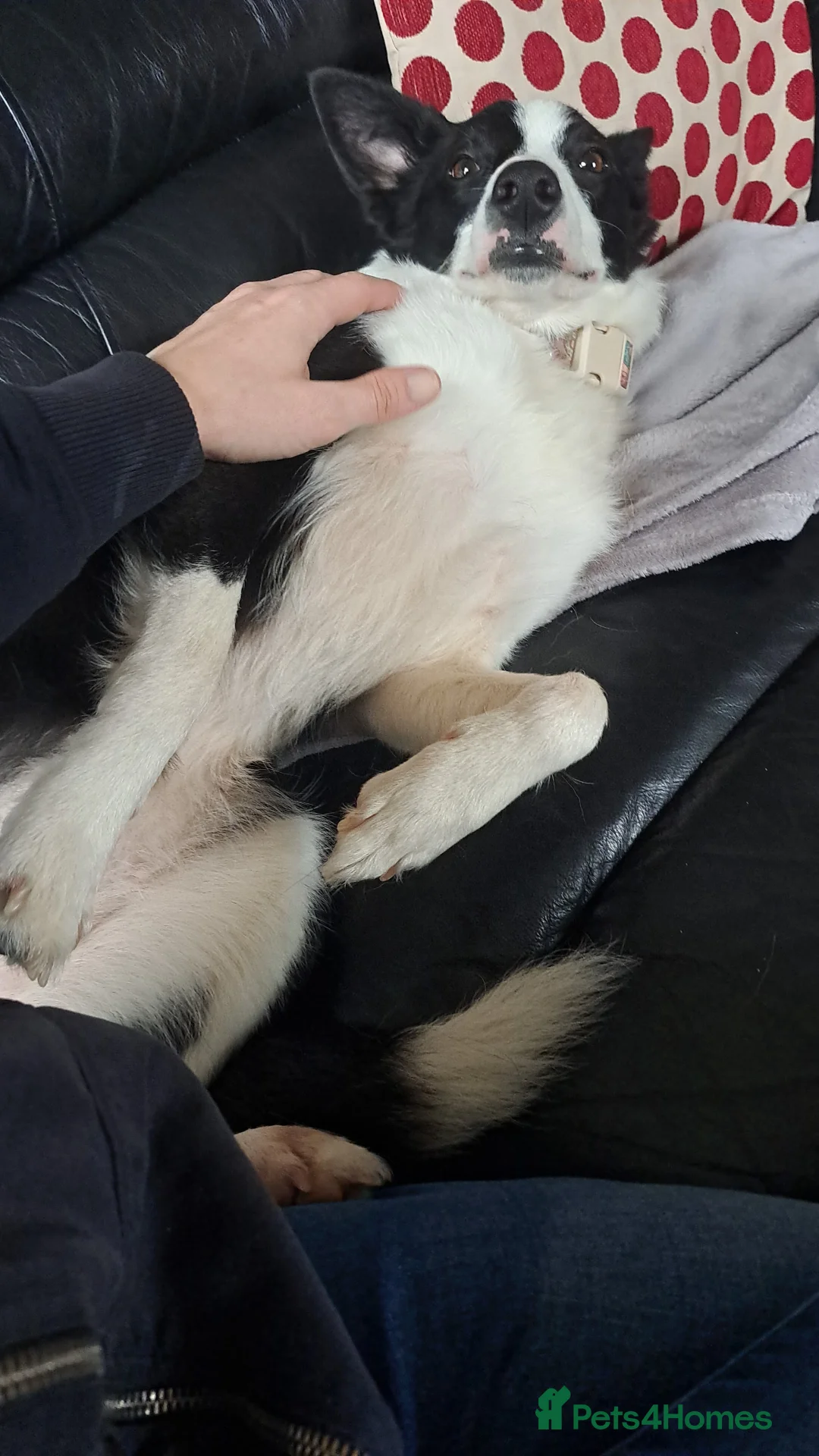 Border Collie dogs for sale: Jasmine needs a good trainer or farm - Advert 2