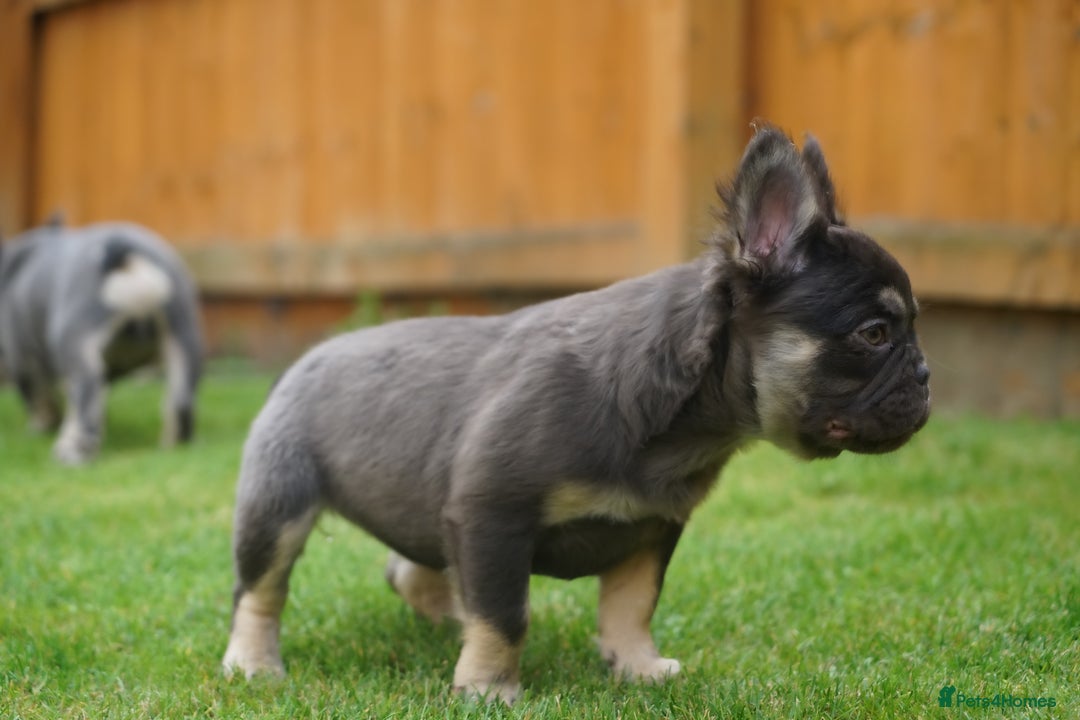 French Bulldog dogs for sale: Exceptional KC Fluffy French Bulldog Puppies - Image 14