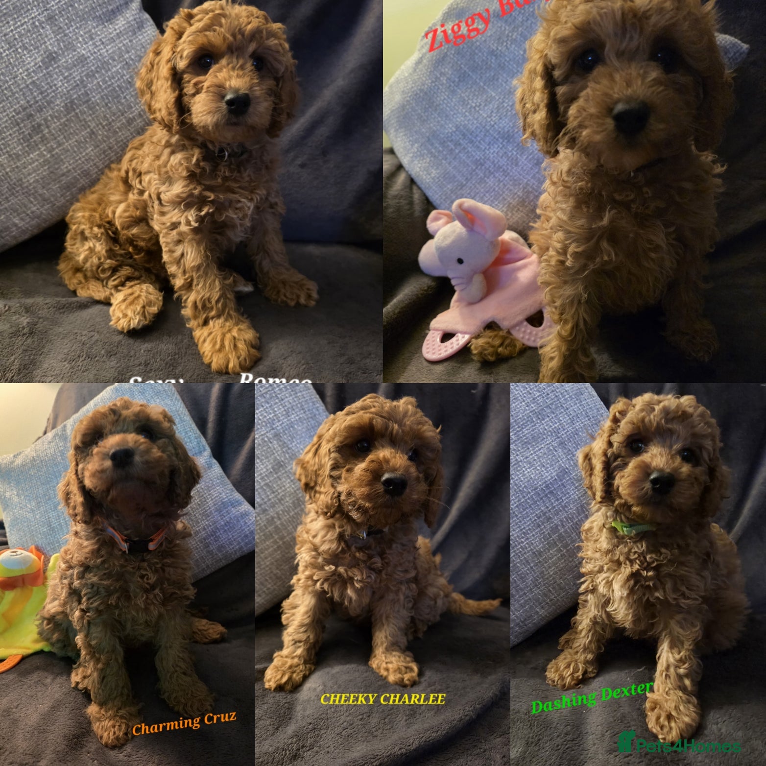 Cavapoo dogs Cavapoos Fb1 (3rd generation). READY TO LEAVE  - Advert 17