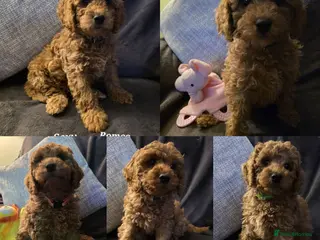 Cavapoo dogs Cavapoos Fb1 (3rd generation). READY TO LEAVE - Advert 17
