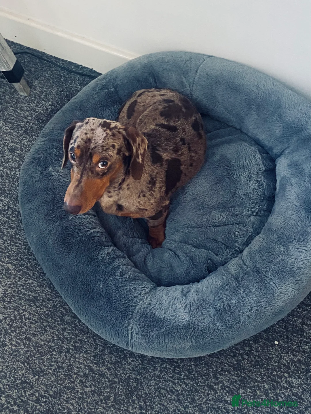 Miniature Dachshund dogs for stud: Mini dachshund stud in Leeds - Advert 6