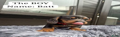 Miniature Dachshund Batt the Baby Boy