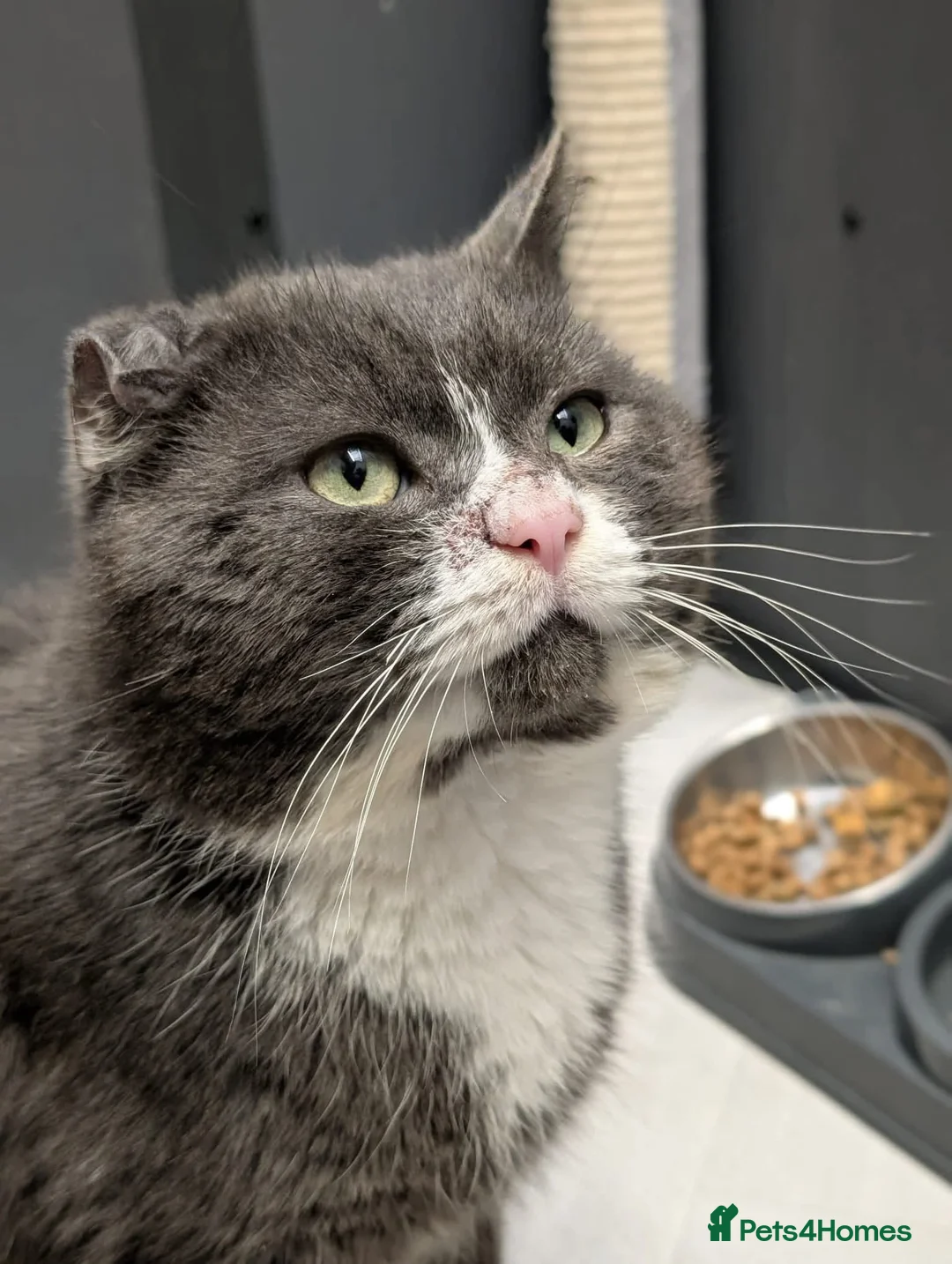 British Shorthair cats for sale: Handsome Harry  - Advert 4