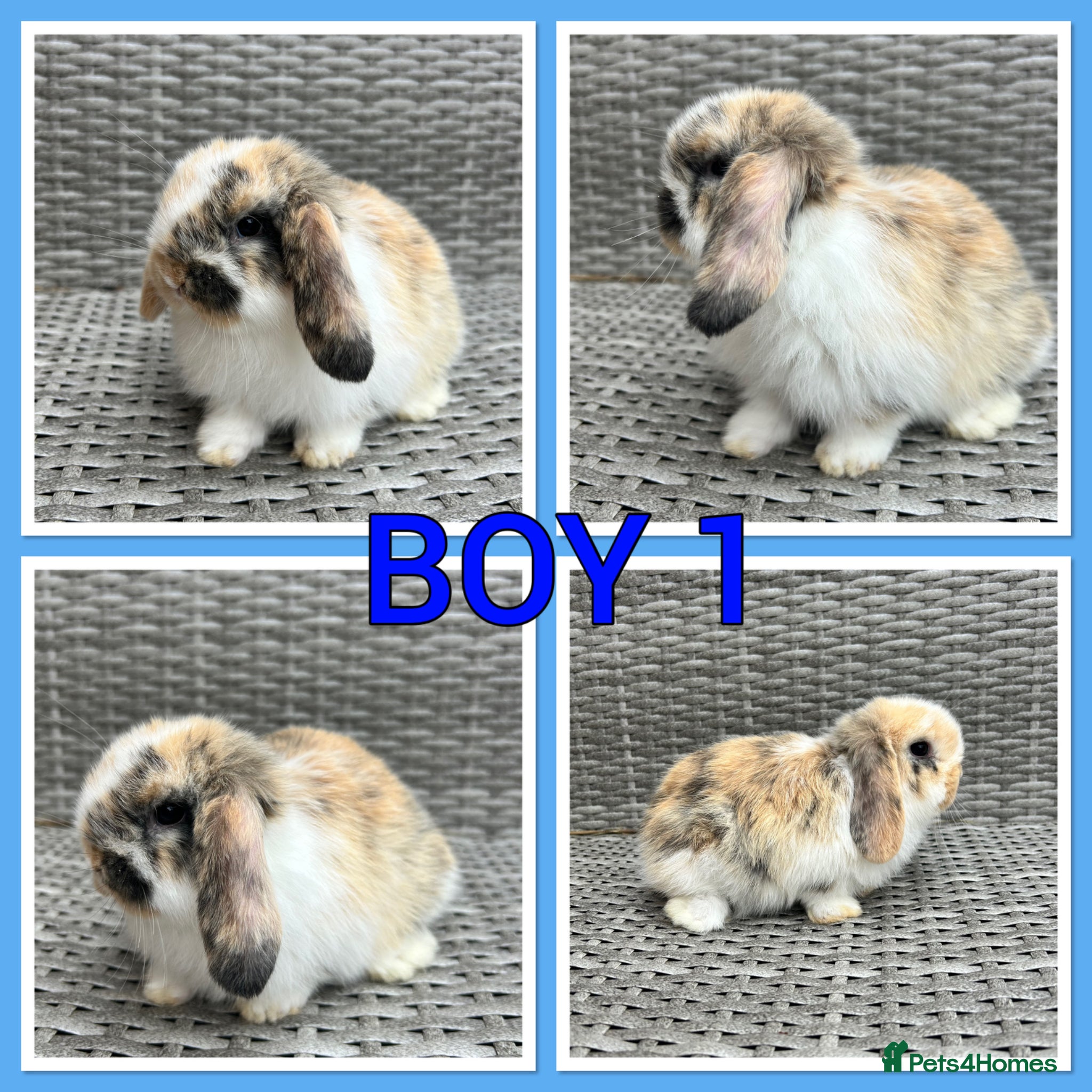Mini Lop rabbits Mini lop babies  - Advert 17