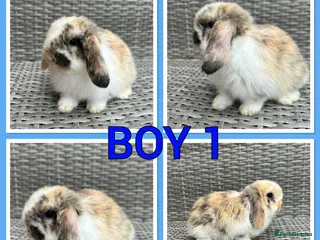 Mini Lop rabbits Mini lop babies - Advert 2