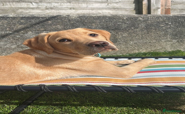 Labrador Retriever dogs - Advert 10