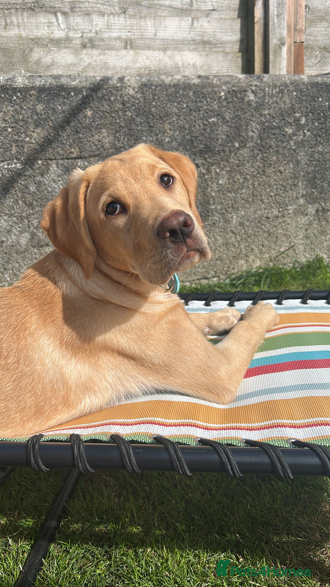 Labrador Retriever dogs for sale: Ronnie  - Image 1