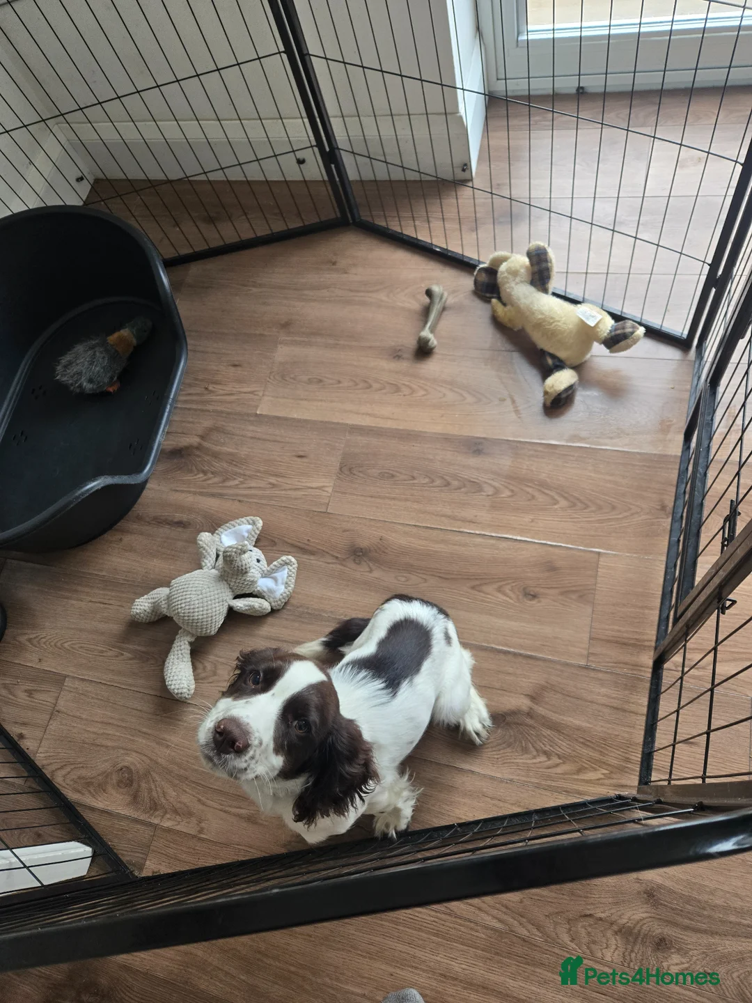English Springer Spaniel dogs for sale: English springer pup in Rotherham - Advert 1