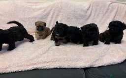 Yorkiepoo dogs for sale: Beautiful yorkipoo puppies - Image 8