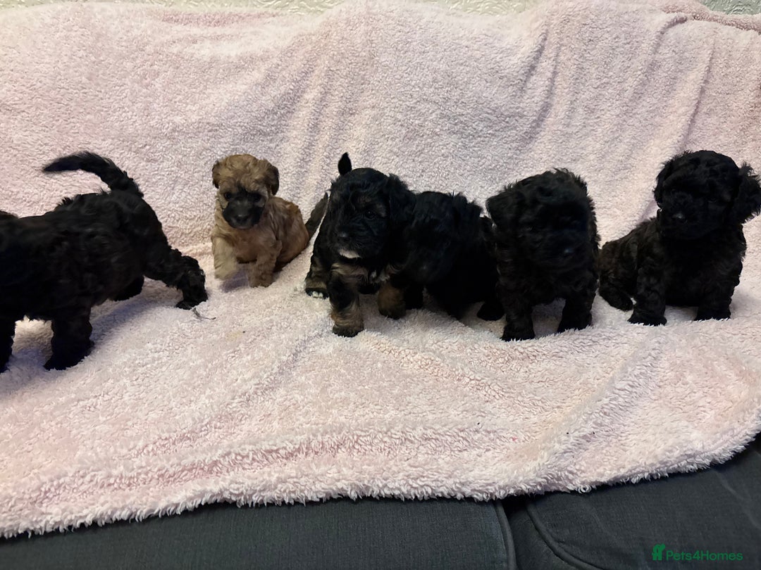 Yorkiepoo dogs for sale: Beautiful yorkipoo puppies - Image 8