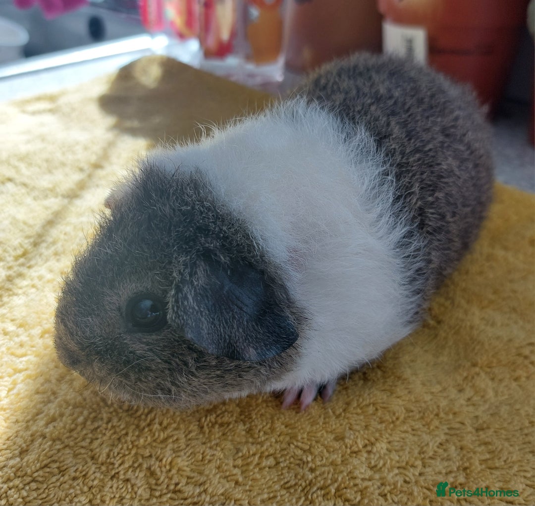 Guinea Pig rodents for sale: Rex male  - Image 2