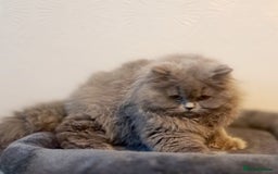 British Longhair cats for sale: TICA Beautiful Blue British Longhair Female - Image 28