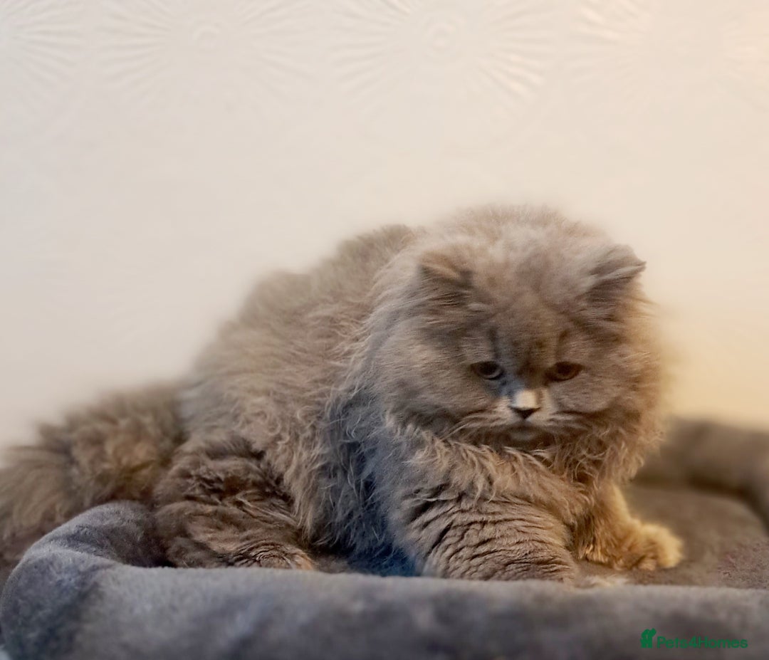 British Longhair cats for sale: TICA Beautiful Blue British Longhair Female - Image 28
