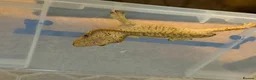Gecko reptiles for sale: Dalmation crested geckos  - Advert 2