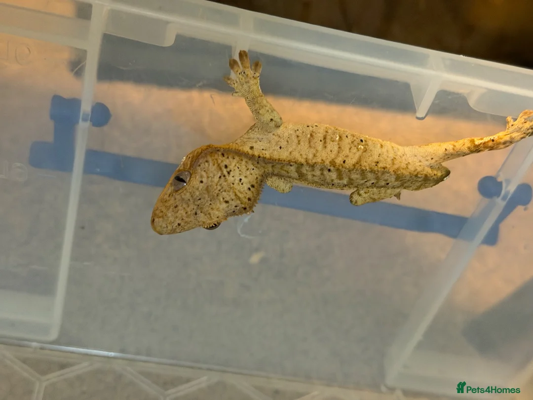 Gecko reptiles for sale: Dalmation crested geckos  - Advert 2