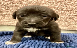 Mixed Breed dogs for sale: WOLFADOODLE F1B REVERSE. IRISH WOLFHOUND X  - Advert 20