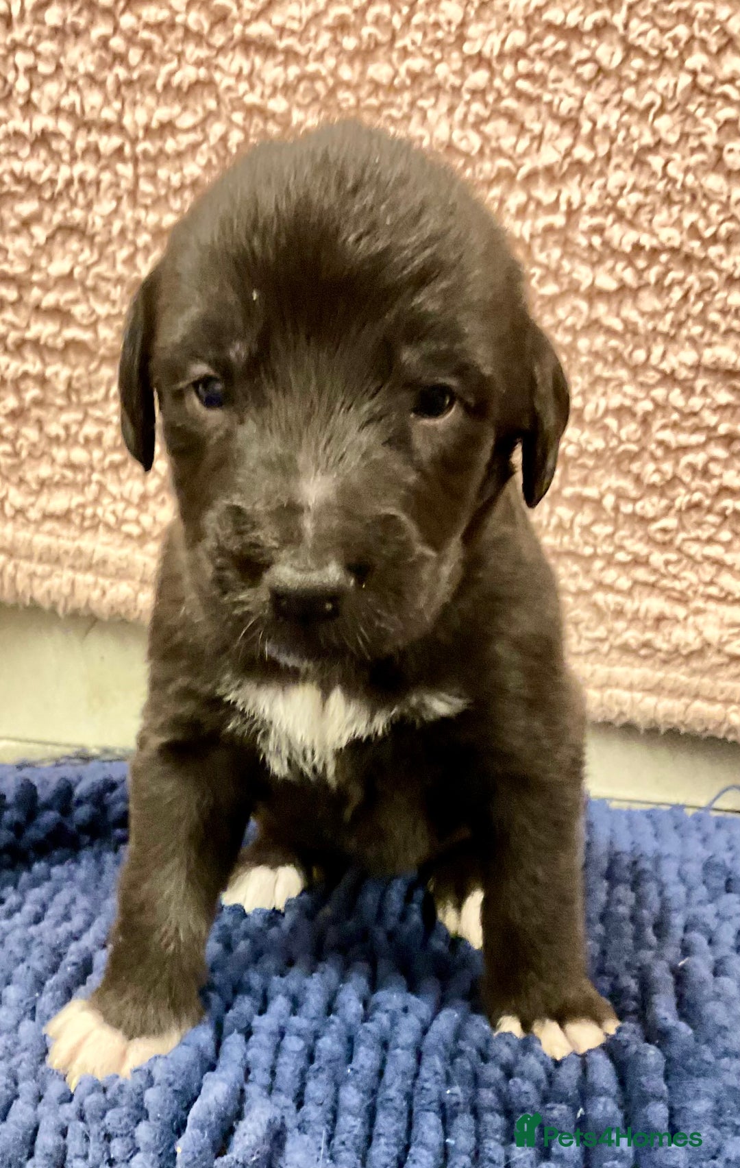 Mixed Breed dogs for sale: WOLFADOODLE F1B REVERSE. IRISH WOLFHOUND X  - Advert 20