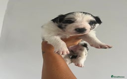 Border Collie dogs for sale: Border Collie pup- Merle, Black, Chocolate, Blonde - Image 16