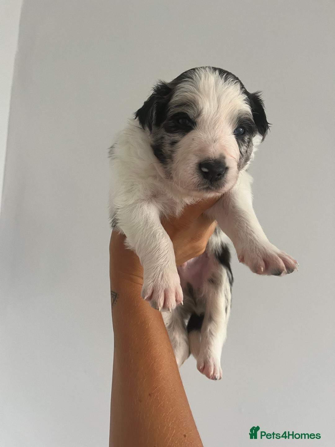 Border Collie dogs for sale: Border Collie pup- Merle, Black, Chocolate, Blonde - Image 16