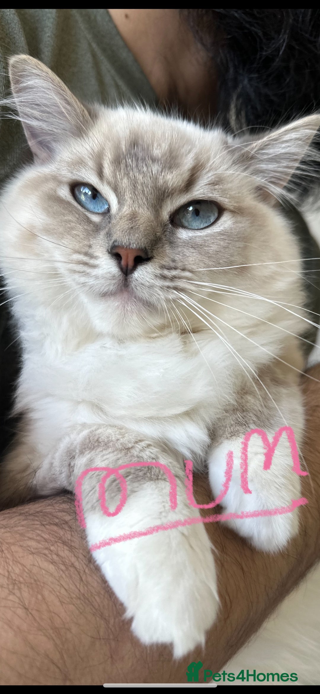 Ragdoll cats for sale: Gorgeous Balls Of Fluff 🥰😻🤗 - Image 35