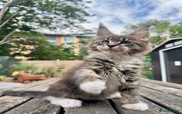 Maine Coon cats for sale: Champions- Bloodline Purebred Maine Coon Kittens  - Image 13