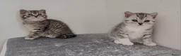 British Shorthair cats for sale: 🏆 Pedigree Silver British Shorthair Kittens 🏆 - Advert 11