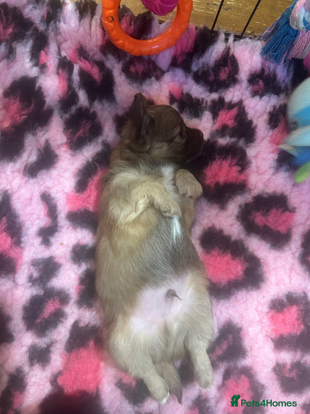 Chihuahua dogs for sale: Puppies  - Image 17