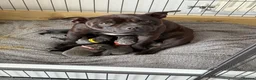 Staffordshire Bull Terrier dogs for sale: Beautiful Blue Staffy girl - Advert 3