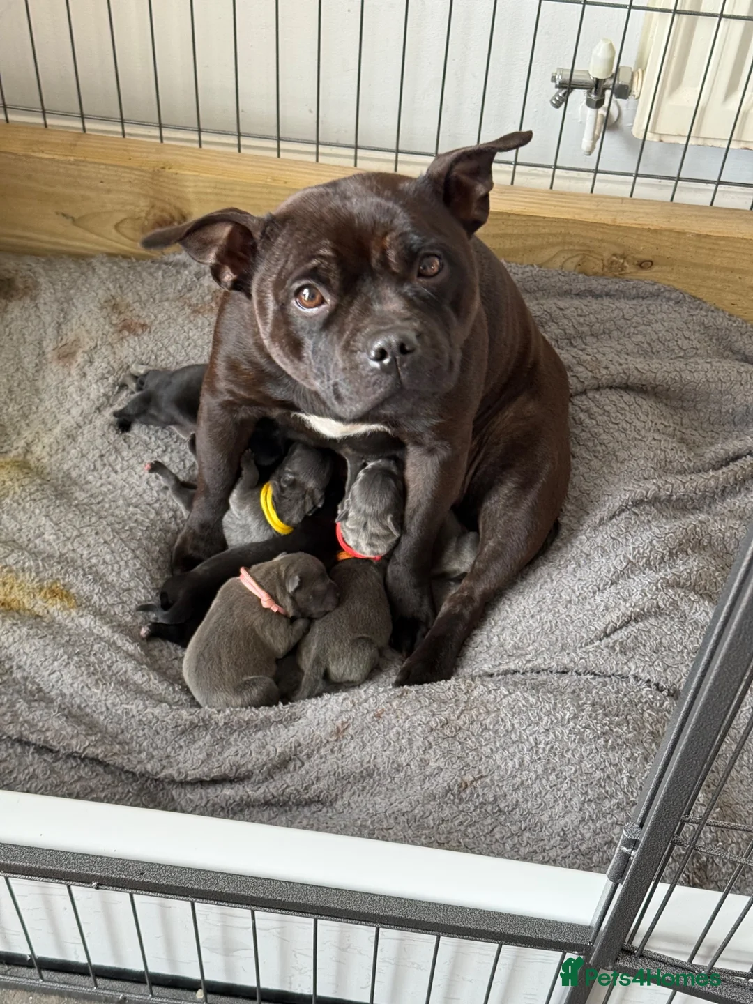 Staffordshire Bull Terrier dogs for sale: Beautiful Blue Staffy girl - Advert 3