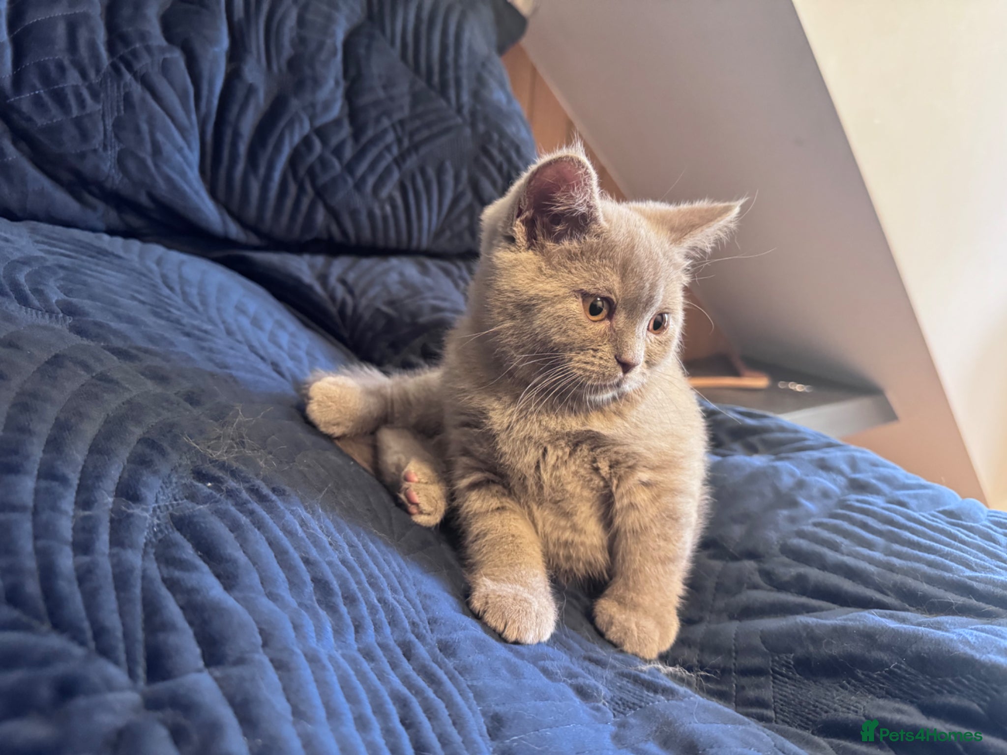 British Shorthair cats for sale: Pedigree British Short Hair kitten  - Advert 5