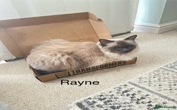 Ragdoll cats for sale: Gorgeous Ragdoll girls - Image 5