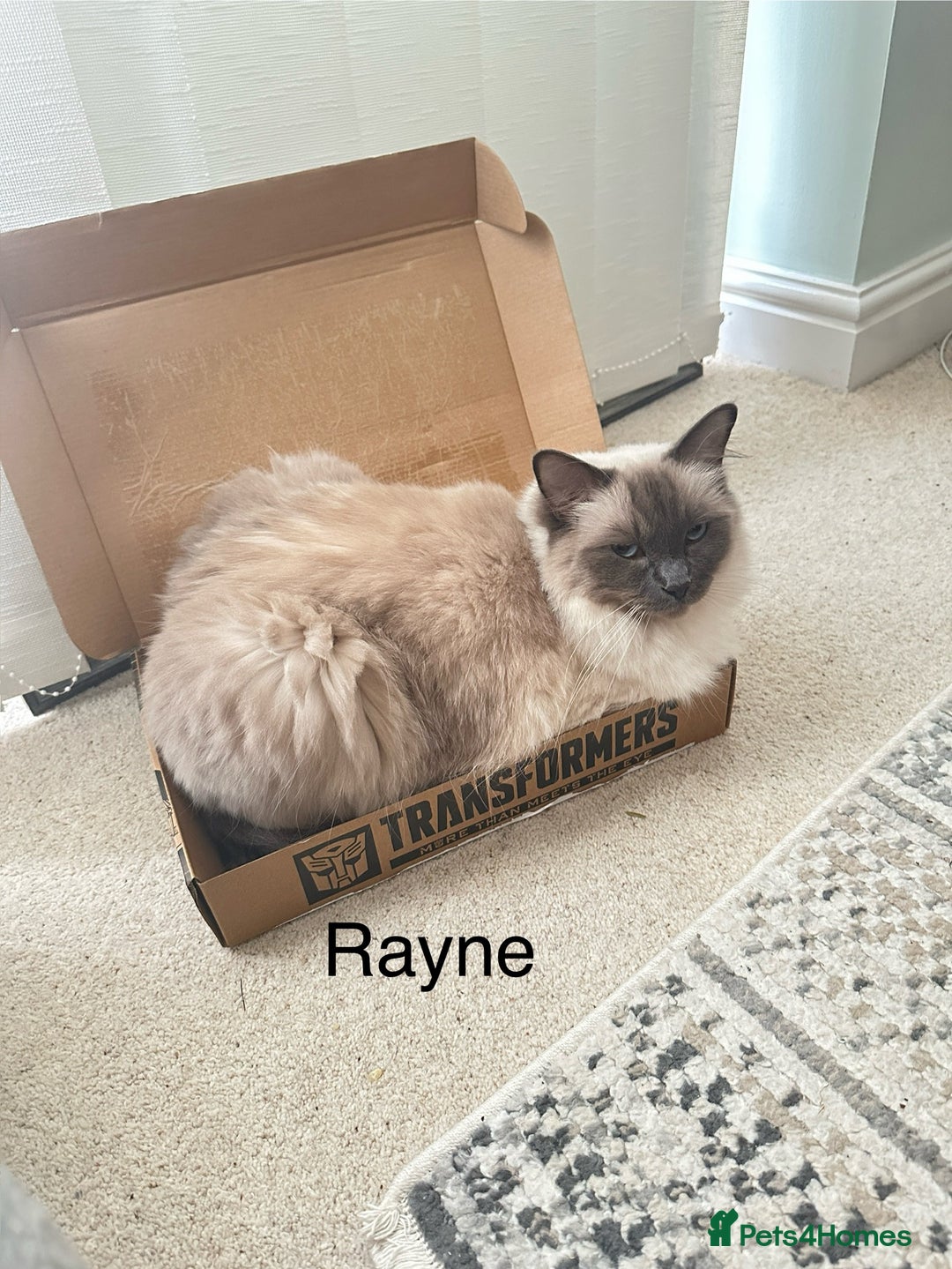 Ragdoll cats for sale: Gorgeous Ragdoll girls - Image 5