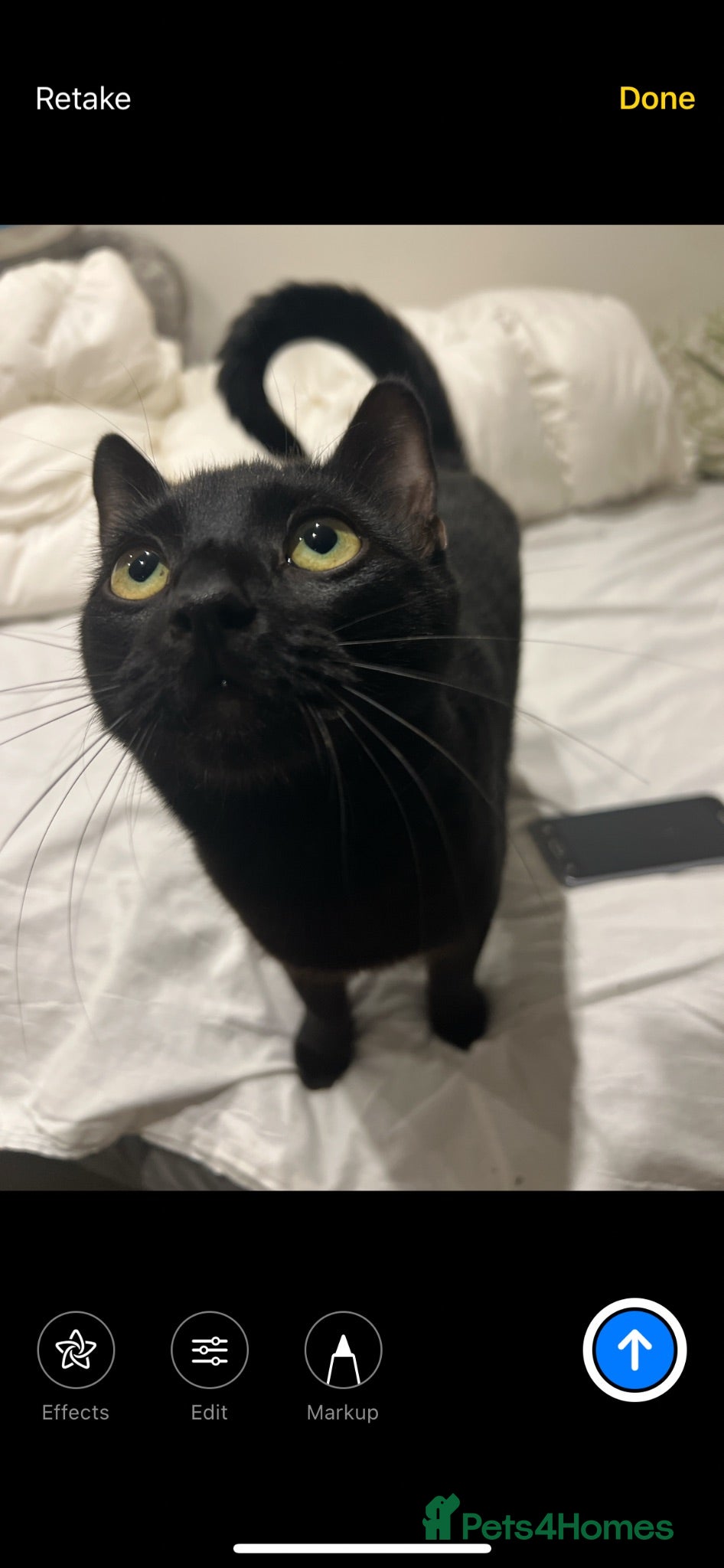Mixed Breed cats Loving black cat called midnight ❤️ - Advert 1