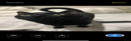 Mixed Breed cats for sale: Loving black cat called midnight ❤️ in London - Advert 1