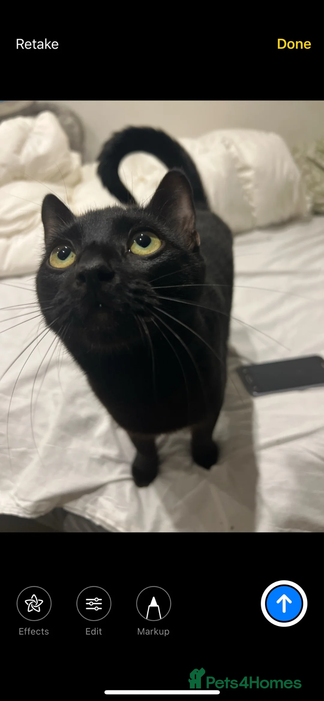 Mixed Breed cats for sale: Loving black cat called midnight ❤️ in London - Advert 1