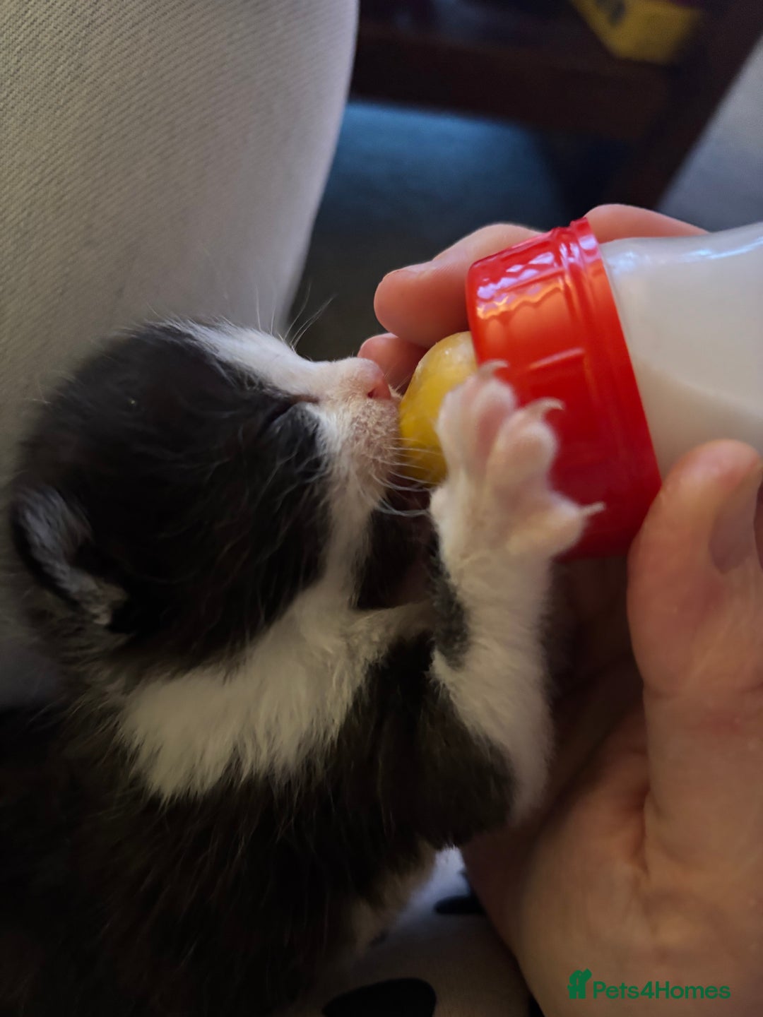 British Shorthair cats for sale: Four hand reared kittens Please read the info - Advert 24