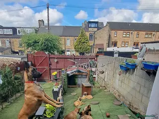 Belgian Shepherd Dog dogs Love ❤️ - Advert 1