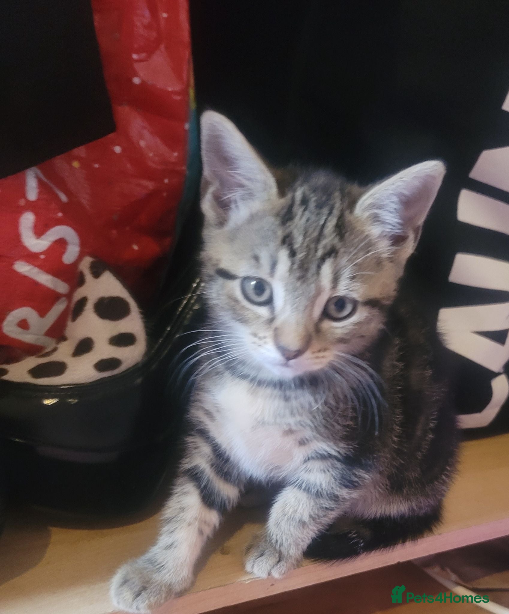 Mixed Breed cats Two male kitties looking for new home  - Advert 5