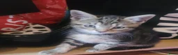 Mixed Breed cats for sale: Urgently Two male kitties looking for new home  in London - Advert 1