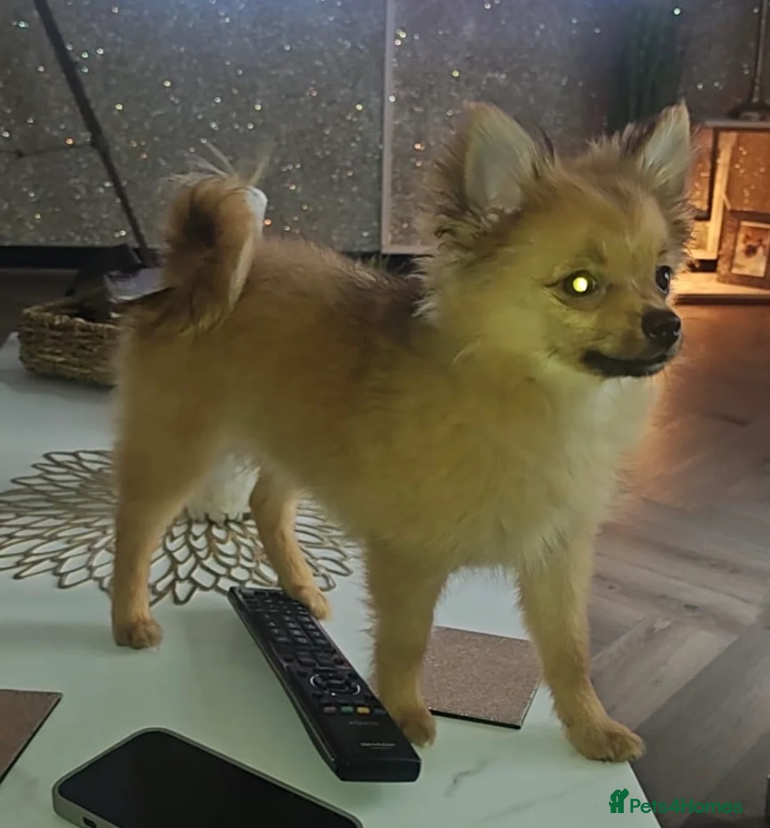 Pomchi dogs for sale: Gorgeous 3 month old Female Pomchi - Advert 4