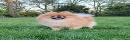 Pomeranian dogs for sale: Wolf & Orange Sable Teddy Bear Pomeranian Puppies - Advert 28