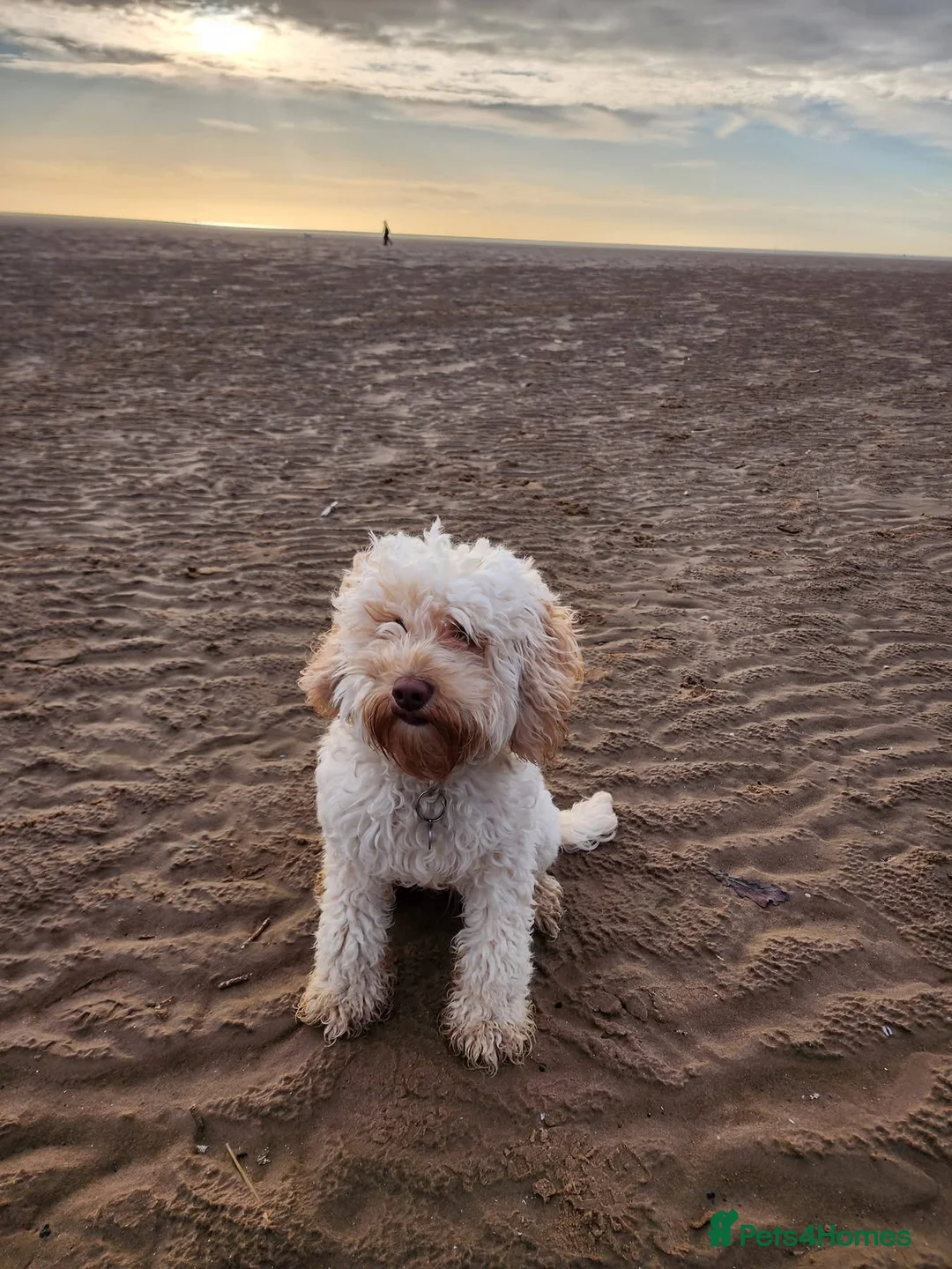 Cockapoo dogs for sale: Beautiful girl looking for her forever home - Advert 3